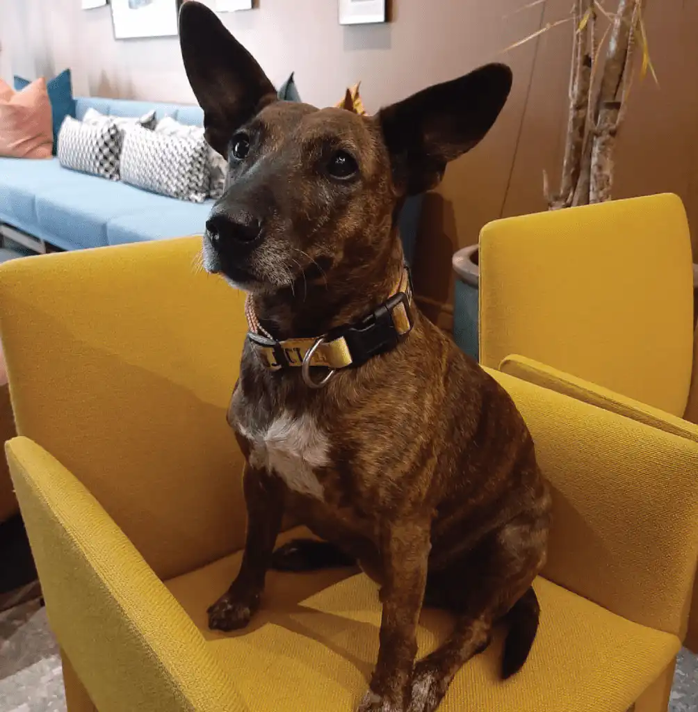 The Happy Pet Syndrome