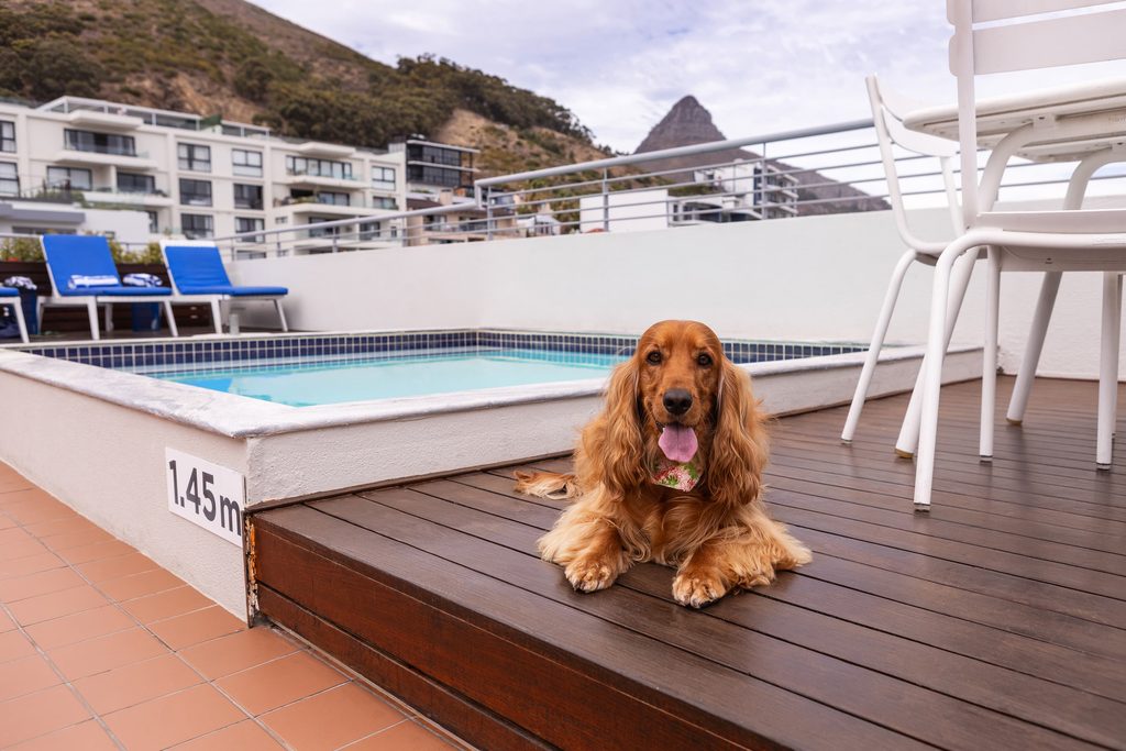 Child and her dog at one of our pet-friendly hotels in Cape Town