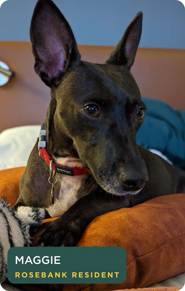 Maggie, a resident rescue dog relaxing at Home Suite Hotels Rosebank