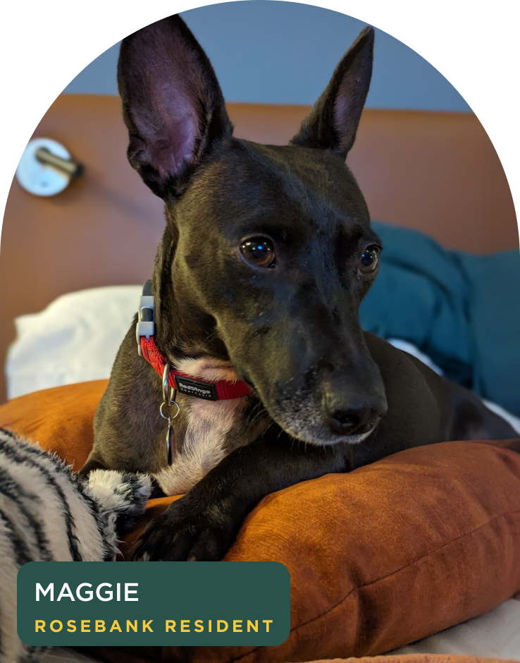 Maggie, a resident rescue dog relaxing in a suite at Home Suite Hotels Rosebank
