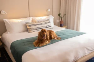 Dog-friendly guest room at Home Suite Hotels Sea Point, with a cocker spaniel resting on the bed
