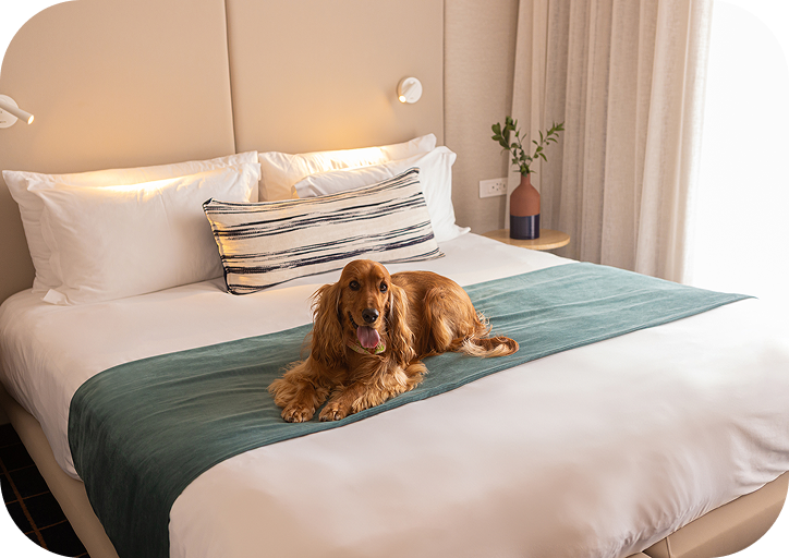 Dog-friendly guest room at Home Suite Hotels Sea Point, with a cocker spaniel resting on the bed